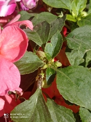 Syrphidae