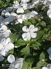 Syrphidae