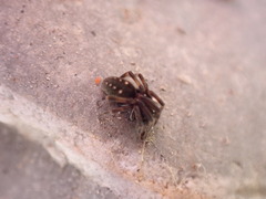 Nurscia albomaculata