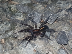 Artoriinae