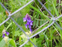 Vicia villosa