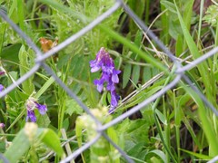 Vicia villosa