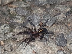 Artoriinae