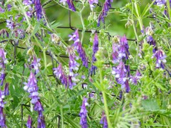 Vicia villosa