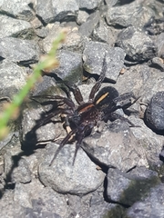 Artoriinae
