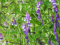 Vicia villosa