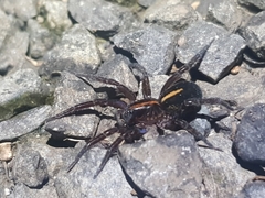 Artoriinae