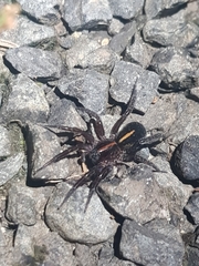 Artoriinae