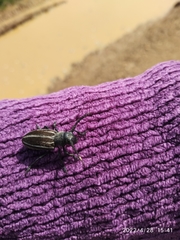 Dorcadion fuliginator