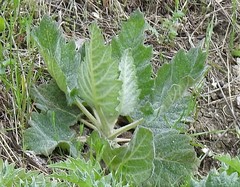 Salvia aethiopis