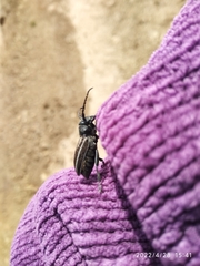 Dorcadion fuliginator