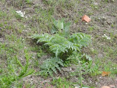 Cynara tournefortii
