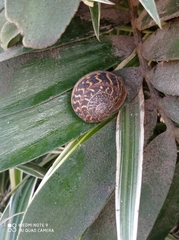 Cornu aspersum