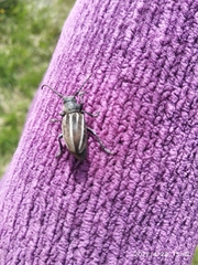 Dorcadion fuliginator