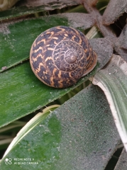 Cornu aspersum