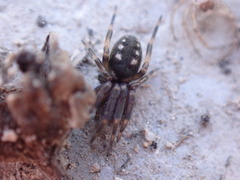 Nurscia albomaculata