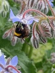 Bombus terrestris