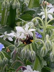 Bombus terrestris