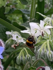 Bombus terrestris