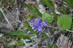 Iris lacustris