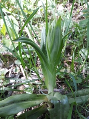 Himantoglossum hircinum