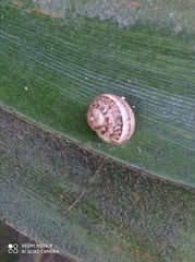 Cornu aspersum