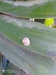 Cornu aspersum