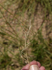 Aristida superpendens