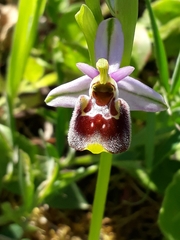 Ophrys tenthredinifera