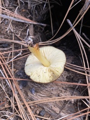 Pluteus vellingae