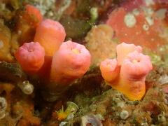 Cladopsammia gracilis