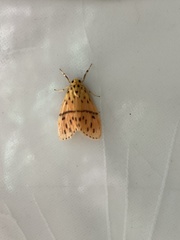 Miltochrista arcuata