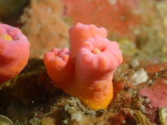 Cladopsammia gracilis