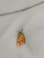 Miltochrista arcuata
