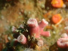 Cladopsammia eguchii