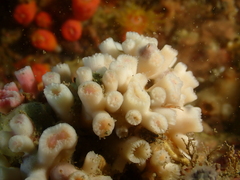 Cladopsammia eguchii