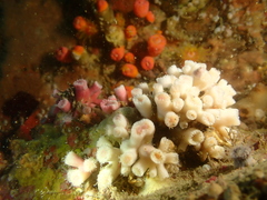 Cladopsammia eguchii