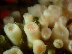 Cladopsammia eguchii