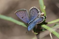 Tarucus theophrastus