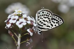 Tarucus theophrastus