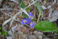 Iris lacustris