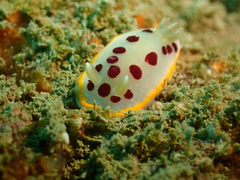Goniobranchus tumuliferus