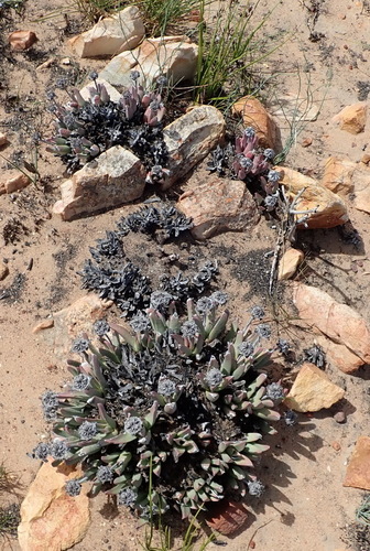 Image of Machairophyllum albidum by (c) Nicola van Berkel, some rights reserved (CC BY-SA)