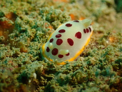 Goniobranchus tumuliferus