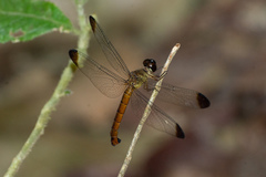 Lyriothemis
