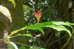 Hedychium longicornutum