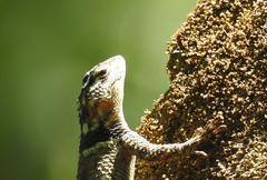 Sceloporus serrifer