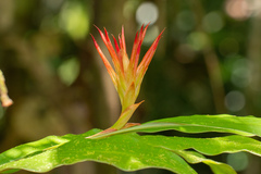 Hedychium longicornutum