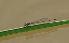 Pseudagrion sjoestedti