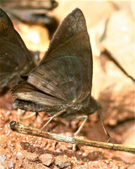 Pellicia costimacula